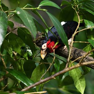 Bearded barbet Lybius dubius