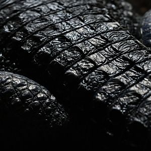 Mecistops cataphractus