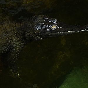 Mecistops cataphractus