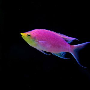 Mirolabrichthys tuka