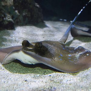 Neotrygon orientalis