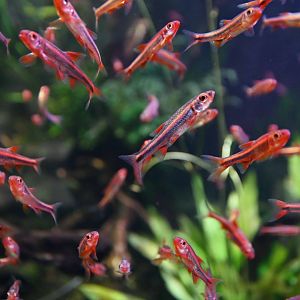 Notropus chromosomus