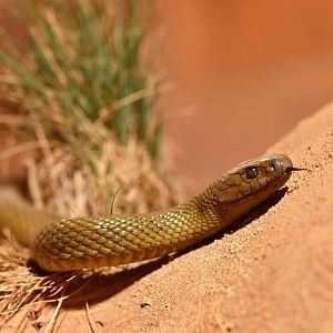 Inland taipan  Oxyuranus microlepidotus