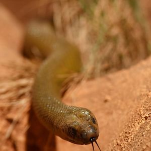 Inland taipan  Oxyuranus microlepidotus
