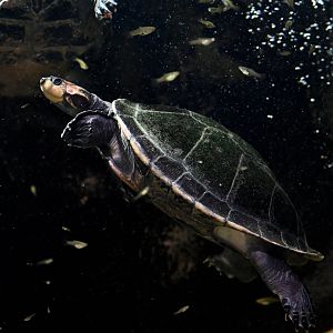 Yellow-spotted Amazon river turtle Podocnemis unifilis