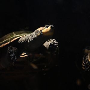 Yellow-spotted Amazon river turtle Podocnemis unifilis