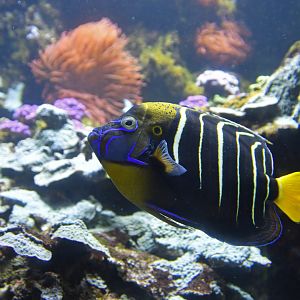 Pomacanthus chrysurus