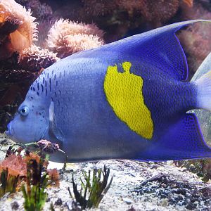 Pomacanthus maculosus