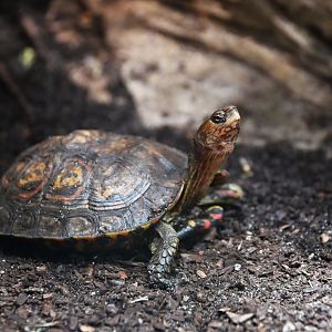 Rhinoclemmys pulcherrima