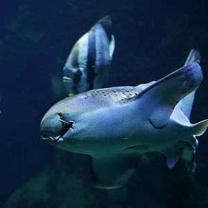Zebra shark Stegostoma tigrinum