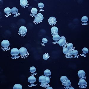 Stomolophus meleagris