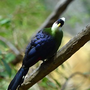White-crested turaco Tauraco leucolophus
