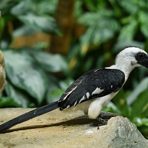Von der Decken's hornbill Tockus deckeni