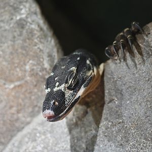 Lace monitor Varanus varius