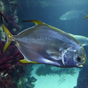 Trachinotus carolinus