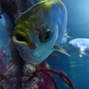 Trachinotus carolinus