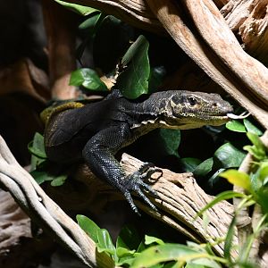 Varanus yuwonoi