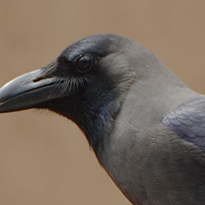 House crow