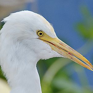 Cattle egret