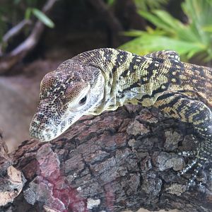 Oct. 2025 - Baby Komodo Dragon