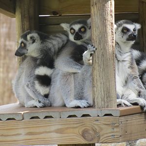 Oct. 2025 - Ring-Tailed Lemur Huddle