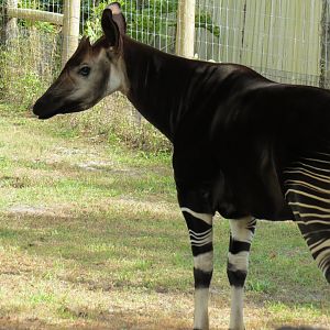 Oct. 2025 - Okapi
