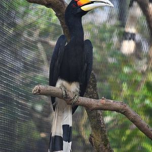 Rhinoceros hornbill (Buceros rhinoceros ?rhinoceros?)