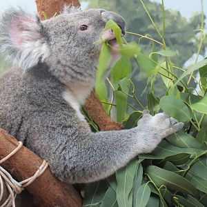 Oct. 2025 - Koala Eating