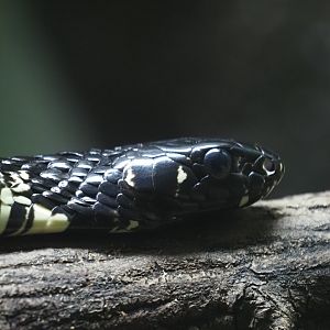 Tiger Ratsnake