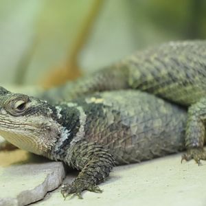 Blue Spiny Lizard