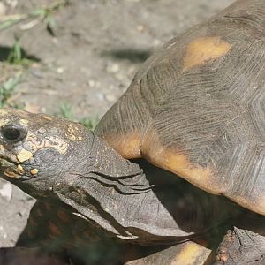 Red-Footed Tortoise