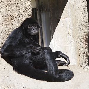 Black-Headed Spider Monkey 1