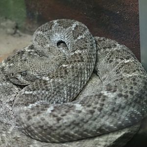 Western Diamondback Rattlesnake