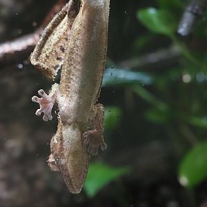 Henkel's Life-Tailed Gecko