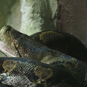 Reticulated Python