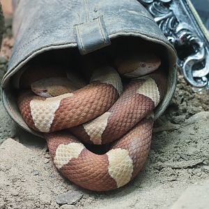 Broad Banded Copperheads