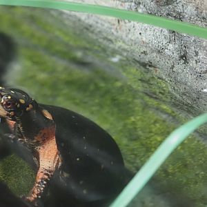 Spotted Turtle