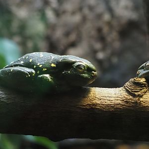 Magnificent Tree Frogs