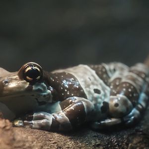Misson Golden-Eyed Tree Frog