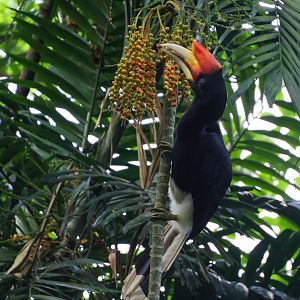 Rhinoceros Hornbill (Buceros rhinoceros rhinoceros)