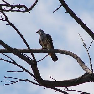 Pacific Baza (Aviceda subcristata)