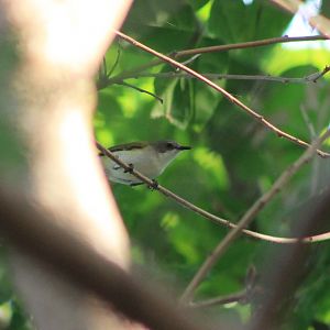 Green-backed Gerygone (Gerygone chloronota)