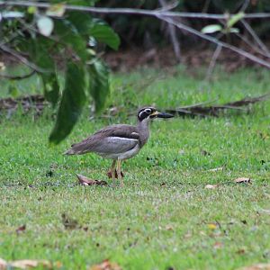 Beach Thick-knee (Esacus neglectus)