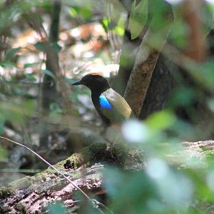 Rainbow Pitta (Pitta iris)