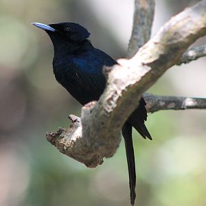 male Shining Flycatcher (Myiagra alecto)