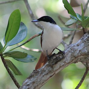 female Shining Flycatcher (Myiagra alecto)