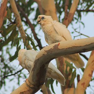 Little Corellas (Cacatua sanguinea)