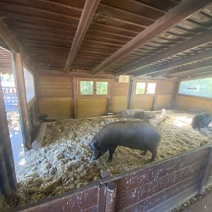 Indoor pig enclosure