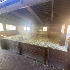Indoor badger-faced sheep enclosure