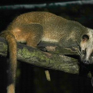 Subspecies ID? Masked palm civet (Paguma larvata)